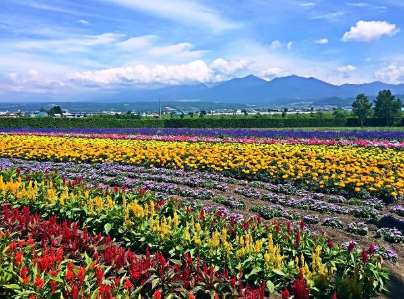 Hokkaido Farm