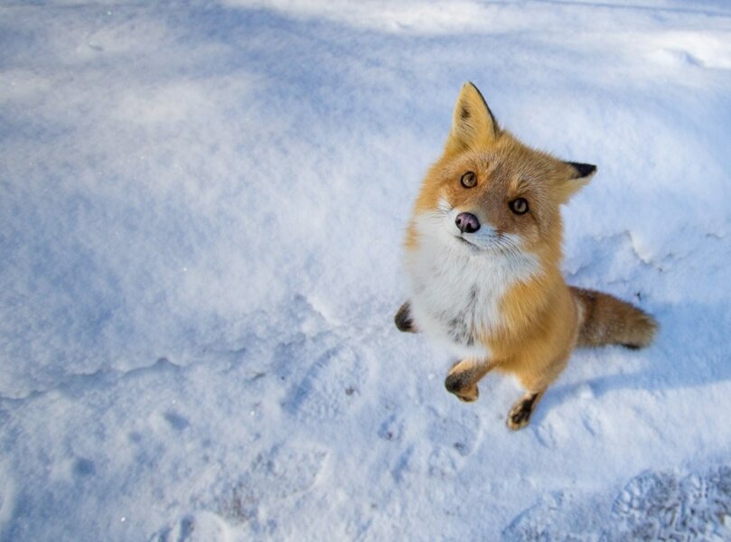N Photo Wildlife 2