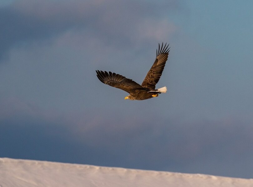 N Photo Wildlife 5