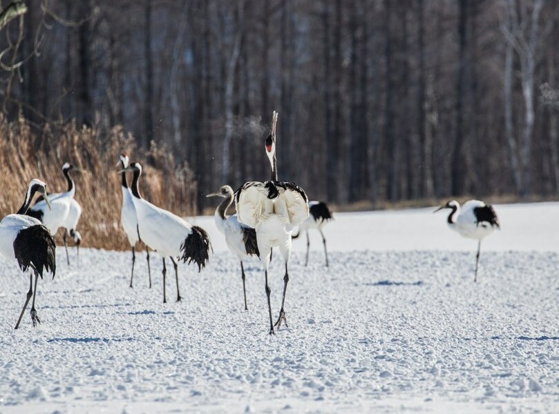 N Photo Wildlife 6
